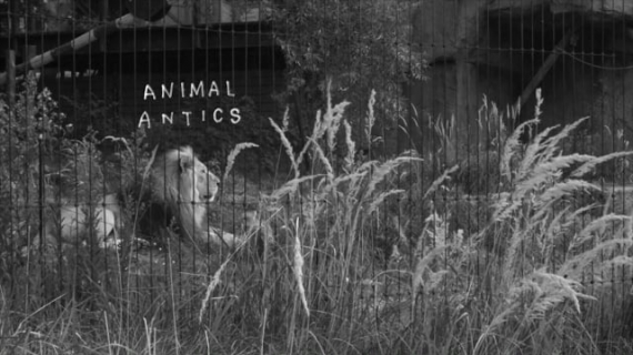 Patrick Goddard, Animal Antics, 2021, Trailer 3