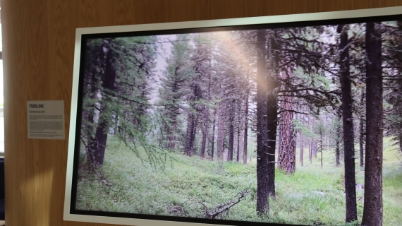Ruth Maclennan, Treeline (2021), Advanced Research Centre, University of Glasgow, April 2023.  Installation view, Kevin Leomo.