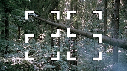 Talk & Screening: The Forest