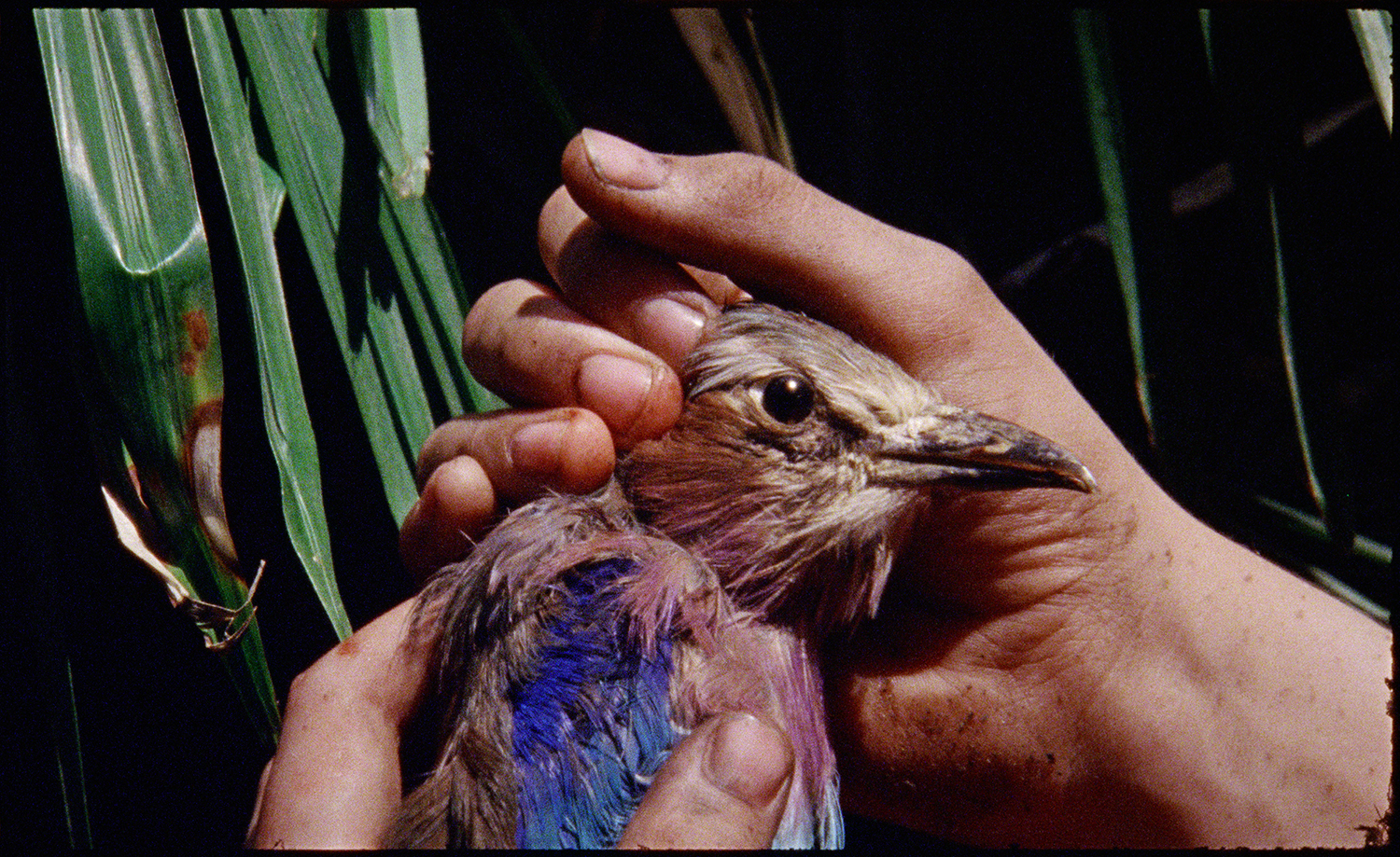 USE Marianna Simnett The Bird Game 2019 film still Courtesy the artist FVU the Rothschild Foundation and Frans Hals Museum1