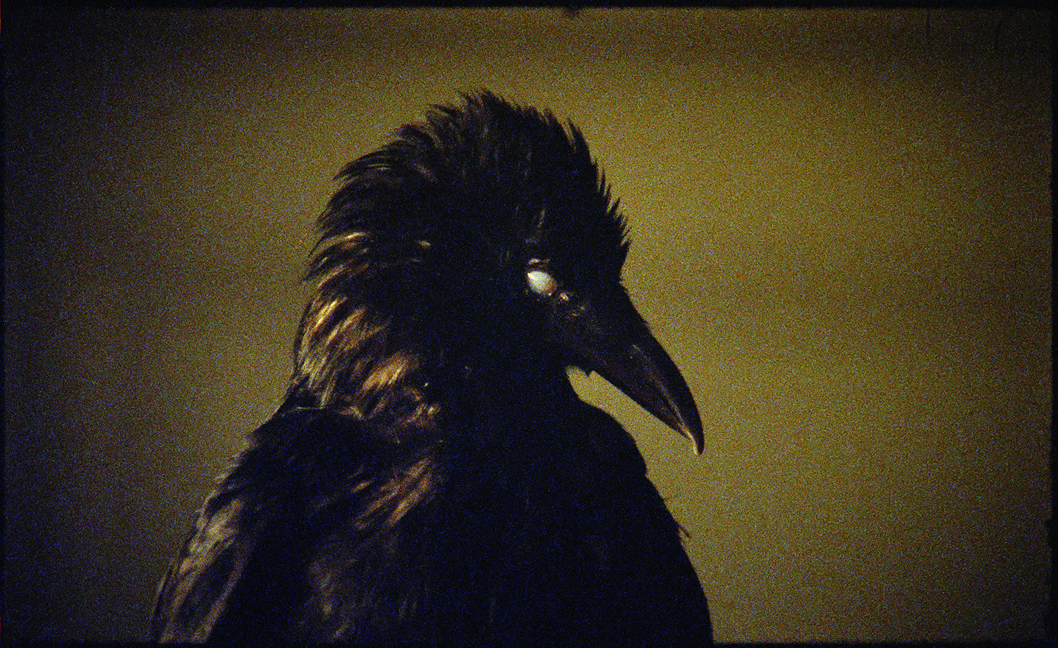 The Bird Game