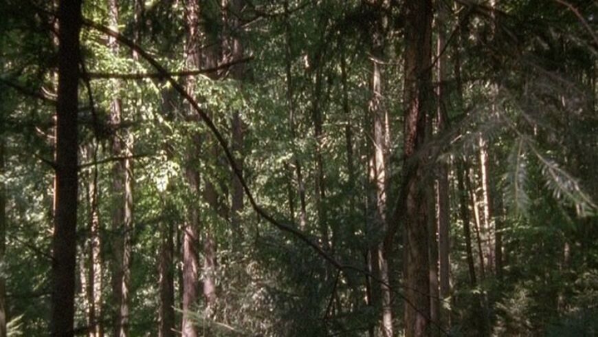 OG The Forest 1
