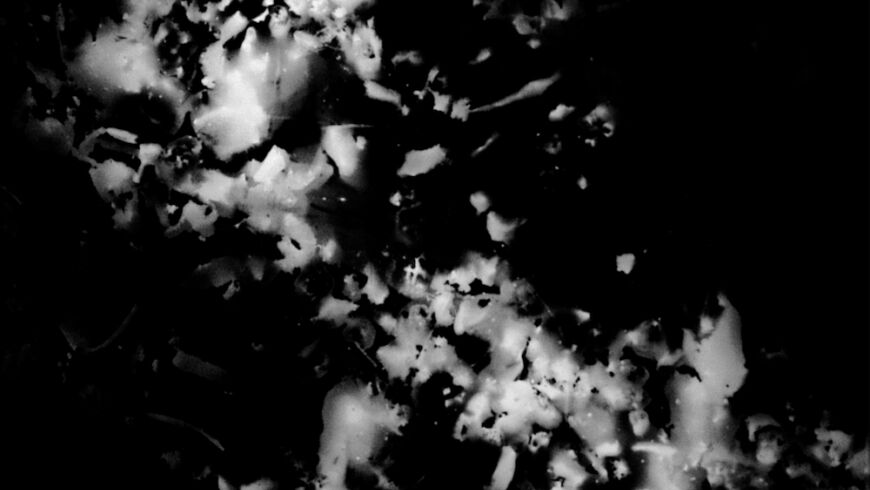 Toby Parker Rees the great dog Pan Still 21 compressed